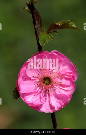 sweet almond (Prunus amygdalus var. dulcis, Prunus dulcis var. dulcis), filled almond flower Stock Photo