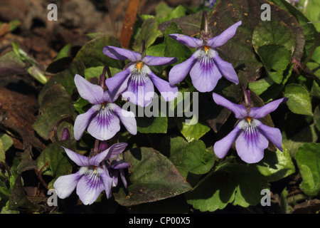 English violet, sweet violet (Viola odorata), blooming, Germany Stock Photo