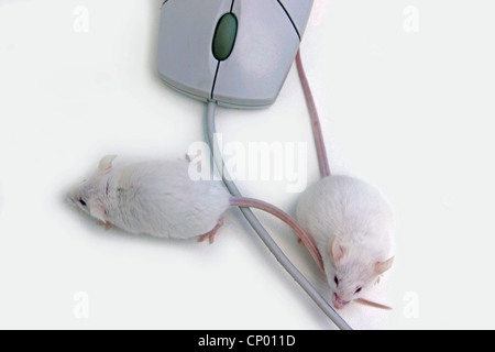 house mouse, fancy mouse (Mus musculus), two animals at a computer mouse Stock Photo