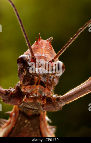 Giant Prickly Stick Insect, Macleay's Spectre  (Extatosoma tiaratum), portrait Stock Photo