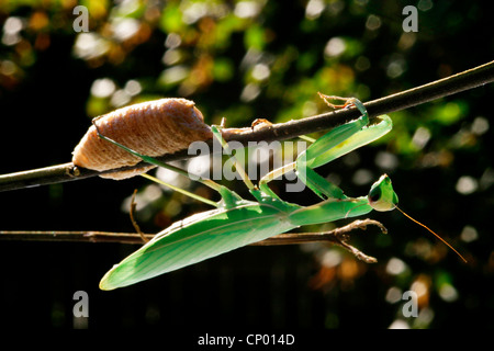 European praying mantis, European mantis (Mantis religiosa), at a twig with a cocoon Stock Photo