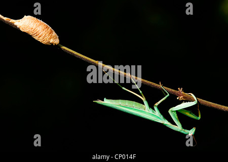 European praying mantis, European mantis (Mantis religiosa), at a twig with a cocoon Stock Photo