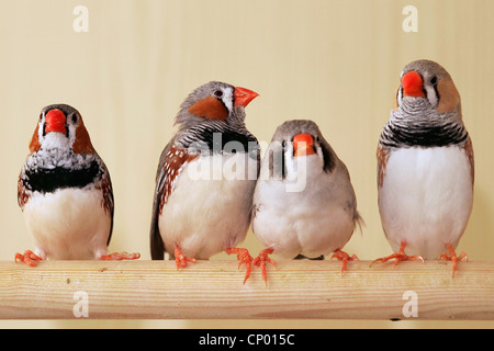 Zebra finch (Poephila guttata, Taeniopygia guttata), four Zebra finches on a perch Stock Photo