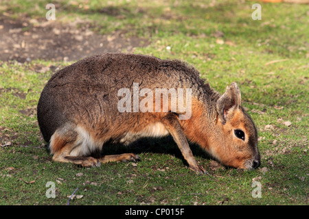 Patagonian cavy (Dolichotis patagonum), sitting in meadow, Chile, Patagonia Stock Photo