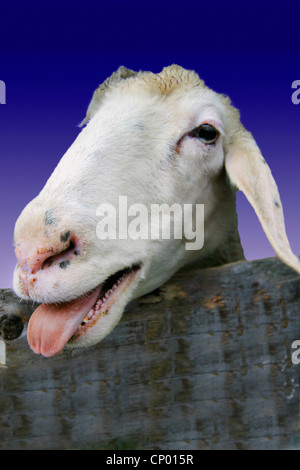 domestic sheep (Ovis ammon f. aries), looking ober a wooden fence Stock Photo