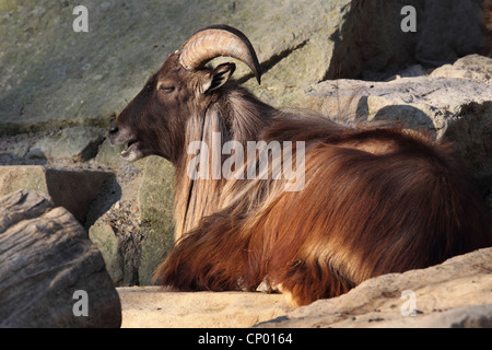 Himalayan tahr (Hemitragus jemlahicus), male Stock Photo