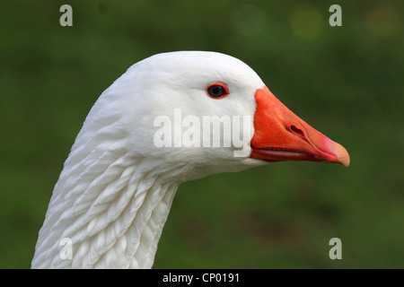 domestic goose (Anser anser f. domestica), portrait Stock Photo
