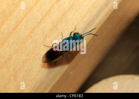 common gold wasp, ruby-tail, ruby-tailed wasp (Chrysis ignita), top view, Germany Stock Photo
