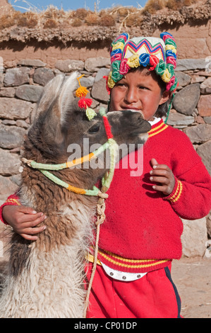 llama (Lama glama), Quechua boy caressing a llama, Peru, Atuncolla