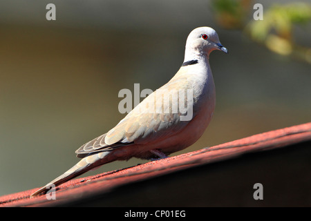 collared dove (Streptopelia decaocto), sitting on the roof Stock Photo
