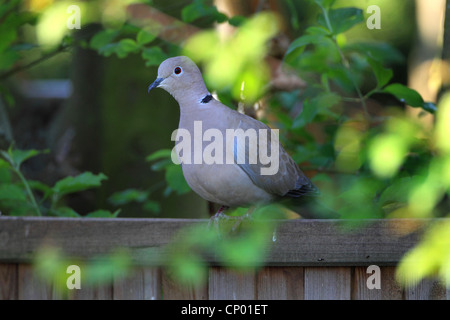 collared dove (Streptopelia decaocto), sitting on wooden fence, Germany Stock Photo