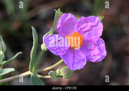 pink rock rose (Cistus villosus, Cistus incanus), flower Stock Photo