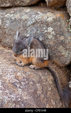 Norther Viscacha, Mountain viscacha (Lagidium peruanum), Chinchilla in the ancient Inca ruins of Machu Picchu, Peru, Andes, Machu Picchu Stock Photo