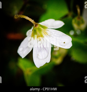 Wood Sorrel found alongside the path at Lymm dam nature reserve, Cheshire, England Stock Photo