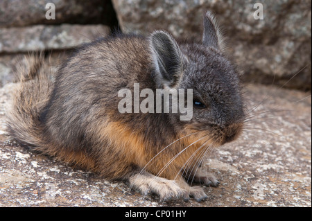 Norther Viscacha, Mountain viscacha (Lagidium peruanum), in the ancient Inca ruins of Machu Picchu, Peru, Andes, Machu Picchu Stock Photo