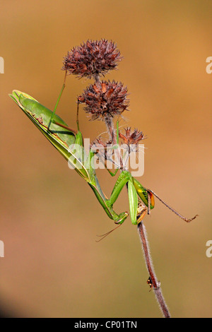 European preying mantis (Mantis religiosa), sitting at a plant feeding on prey, Germany Stock Photo