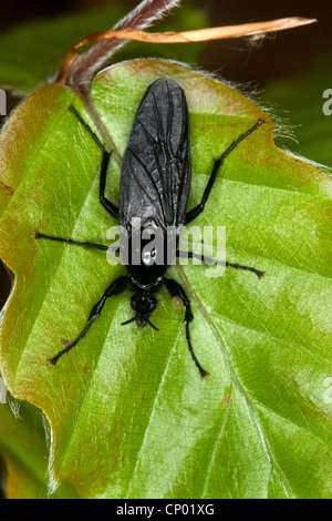 St.Mark's fly (Bibio marci), sitting on a leaf, Germany Stock Photo