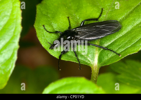 St.Mark's fly (Bibio marci), sitting on a leaf, Germany Stock Photo