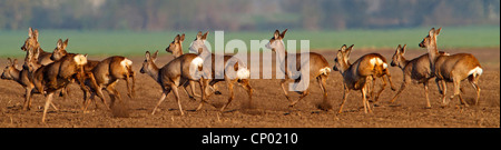 roe deer (Capreolus capreolus), fleeing, Germany, Rhineland-Palatinate Stock Photo