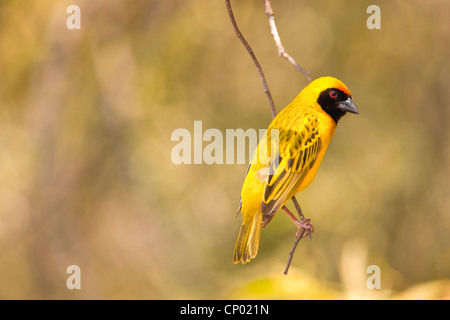 Village Weaver (Ploceus cucullatus), or Spotted-backed Weaver or Black-headed Weaver at Pilanesberg Park, South Africa Stock Photo