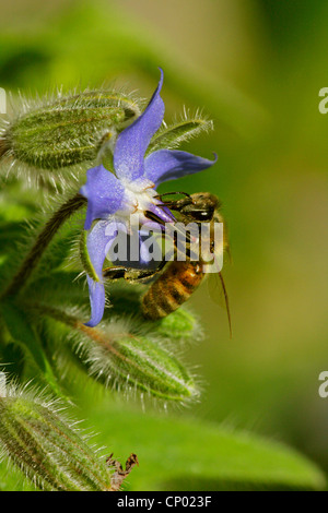 common borage (Borago officinalis), borage flower with honey bee, Germany, Baden-Wuerttemberg Stock Photo