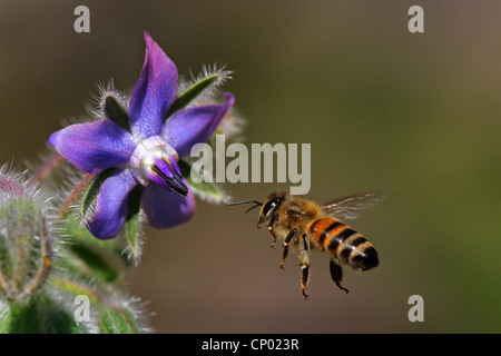 common borage (Borago officinalis), borage flower with honey bee, Germany, Baden-Wuerttemberg Stock Photo
