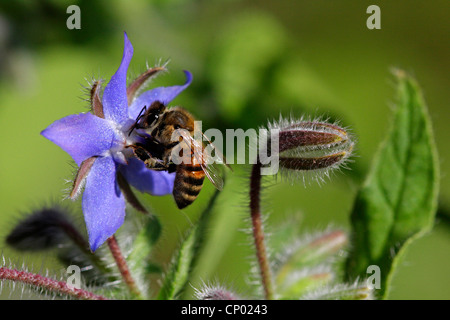 common borage (Borago officinalis), borage flower with honey bee, Germany, Baden-Wuerttemberg Stock Photo