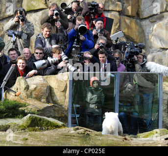 polar bear (Ursus maritimus), Knut  in front of a group of photographers, Germany, Berlin Stock Photo