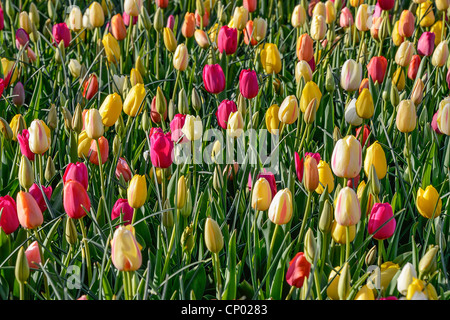 Tulips in bloom. Stock Photo