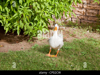 Female Mallard, wild duck, Stock Photo