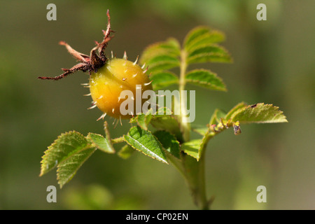 downy rose (Rosa villosa), fruit, Germany, Baden-Wuerttemberg Stock Photo