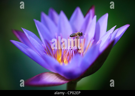 A bee hovers above a blue water lily in a pond on La Digue in the Seychelles Stock Photo