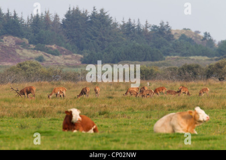 red deer (Cervus elaphus), together with red deers on a pasture, Denmark, Jylland Stock Photo
