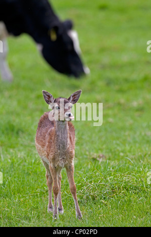 fallow deer (Dama dama, Cervus dama), fallow deer calf with domestic cattle on a pasture, Germany, Schleswig-Holstein Stock Photo