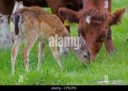 fallow deer (Dama dama, Cervus dama), fallow deer calf grazing in a pasture together with domestic cattle, Germany, Schleswig-Holstein Stock Photo