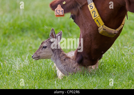 fallow deer (Dama dama, Cervus dama), fallow deer calf in a pasture together with domestic cattle, Germany, Schleswig-Holstein Stock Photo