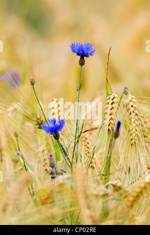 bachelor's button, bluebottle, cornflower (Centaurea cyanus), in a barley field, Germany, Schleswig-Holstein Stock Photo