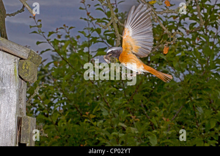 common redstart (Phoenicurus phoenicurus), male approaching to the nest box, Germany Stock Photo