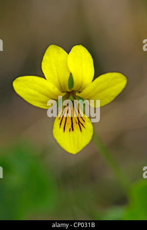 yellow wood violet (Viola biflora), flower, Switzerland, Valais Stock Photo