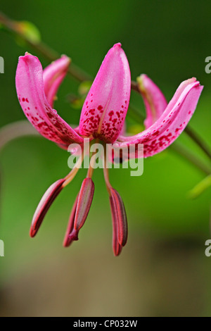 martagon lily, purple turk's cap lily (Lilium martagon), flower, Germany, Baden-Wuerttemberg Stock Photo