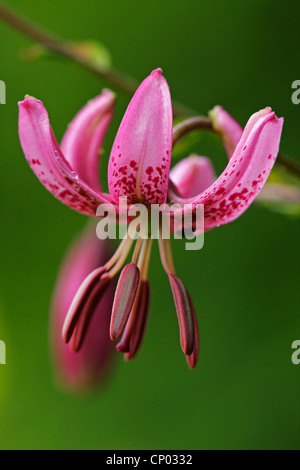 martagon lily, purple turk's cap lily (Lilium martagon), flower, Germany, Baden-Wuerttemberg Stock Photo