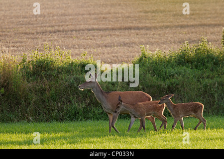 red deer (Cervus elaphus), hind with calves, Germany, Schleswig-Holstein Stock Photo