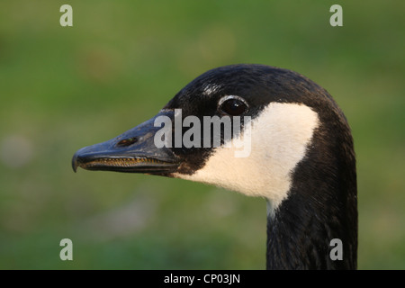 Canada goose (Branta canadensis), portrait, Germany Stock Photo