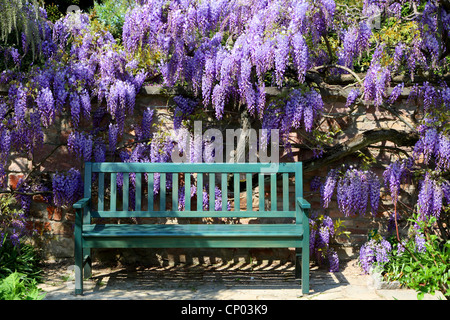 Chinese wisteria (Wisteria sinensis), wisteria with garden bench, Germany