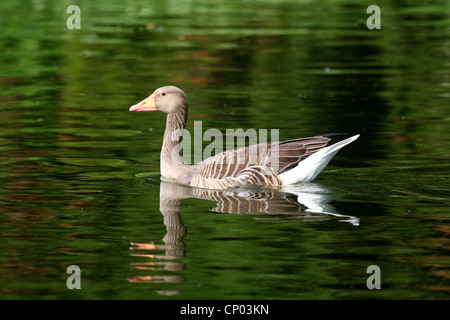 greylag goose (Anser anser), swimming on a lake, Germany Stock Photo