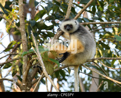 Diademed Sifaka, Propithecus diadema, Indriidae, Primates. Vakona Forest Lodge Reserve, Andasibe, Madagascar, Africa. Stock Photo