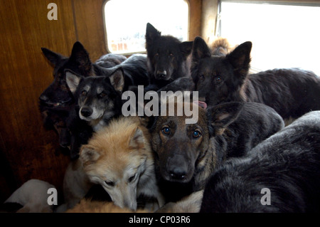 domestic dog (Canis lupus f. familiaris), crowded scruffy dogs in a room, animal hoarding,  , Stock Photo