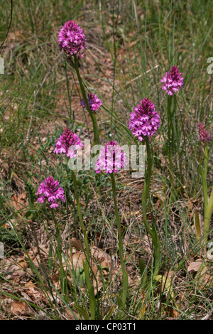 pyramidal orchid (Anacamptis pyramidalis, Orchis pyramidalis), blooming, France, Massif Central, Causse du Larzac Stock Photo