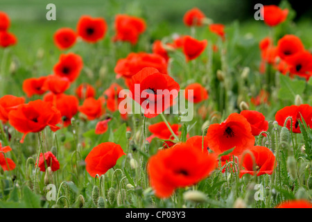 Common poppy, Corn poppy, Red poppy (Papaver rhoeas), blooming, Germany Stock Photo