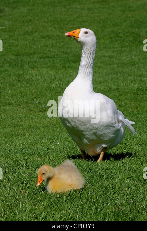 domestic goose (Anser anser f. domestica), Diepholzer Gans with chick, Germany Stock Photo
